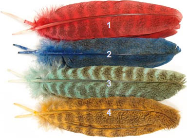 Dyed Mottled Oak Turkey from W. W. Doak
