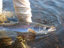 Filename=035a.jpg
Filesize=527KiB
Dimensions=2048x1536
Date added=Jul 29, 2012 035a.jpg