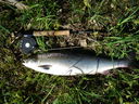 Filename=Salmon_June_13_and_14th2C_2011_003.jpg
Filesize=940KiB
Dimensions=2048x1536
Date added=Jun 16, 2011 Salmon_June_13_and_14th2C_2011_003.jpg
