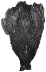 Premium<br>Hen Neck from W. W. Doak