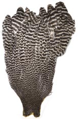 Premium<br>Hen Neck from W. W. Doak