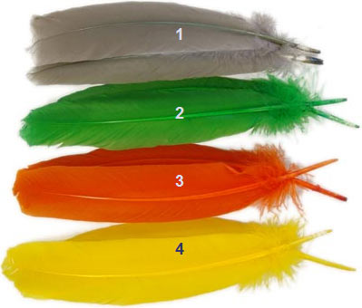 Dyed Turkey Wing Quills from W. W. Doak