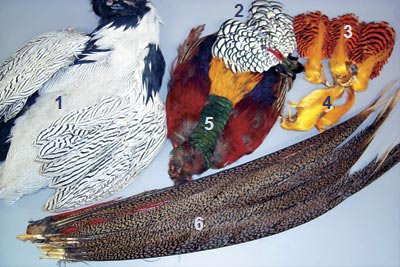 <u>1) Silver Pheasant Feathers</u> from W. W. Doak