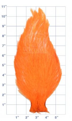 Chinese<br>Cock Neck