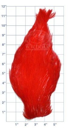 Chinese<br>Cock Neck