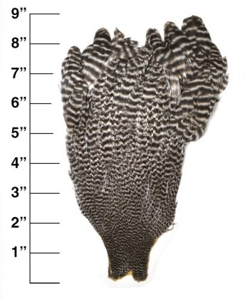 Premium<br>Hen Neck