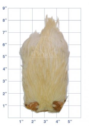 Indian Cock Neck