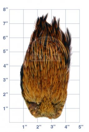 Indian Cock Neck