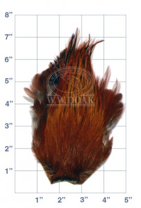 Indian Cock Neck