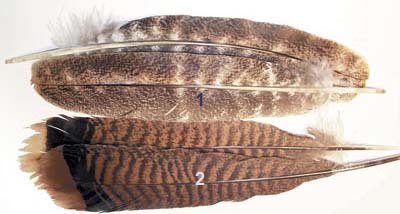 Oak Turkey Wing Quills - Per Pair - Grade #1