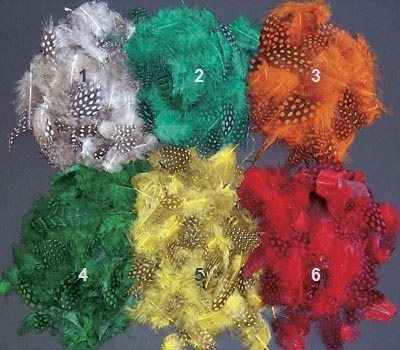 Guinea Feathers